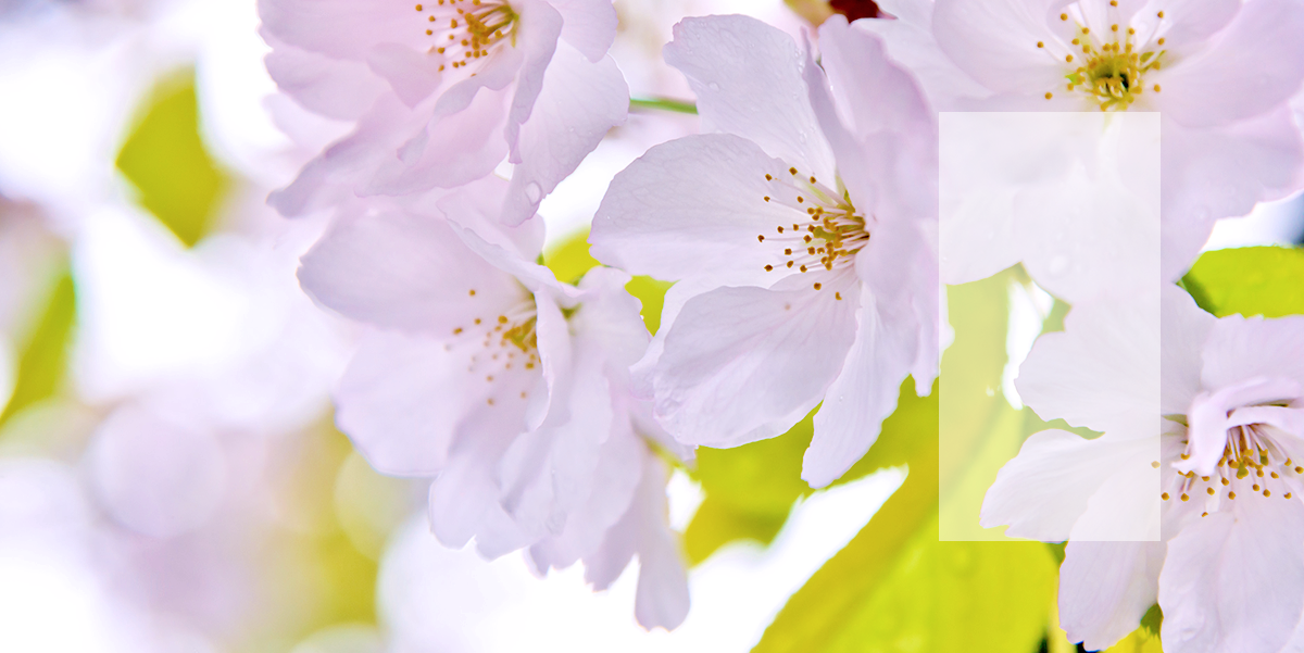 慈受院の四季折々